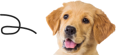 product-dog